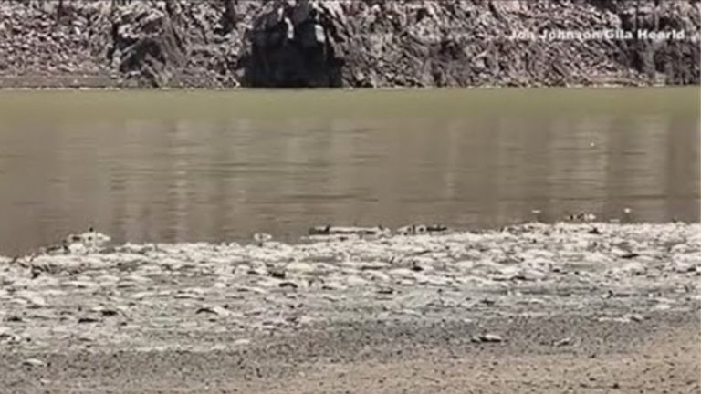 Popular fishing lake closes after mass fish die-off